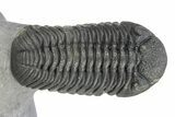 Spiny Cyphaspis Trilobite With Morocops - Top Quality Preparation #299846-2